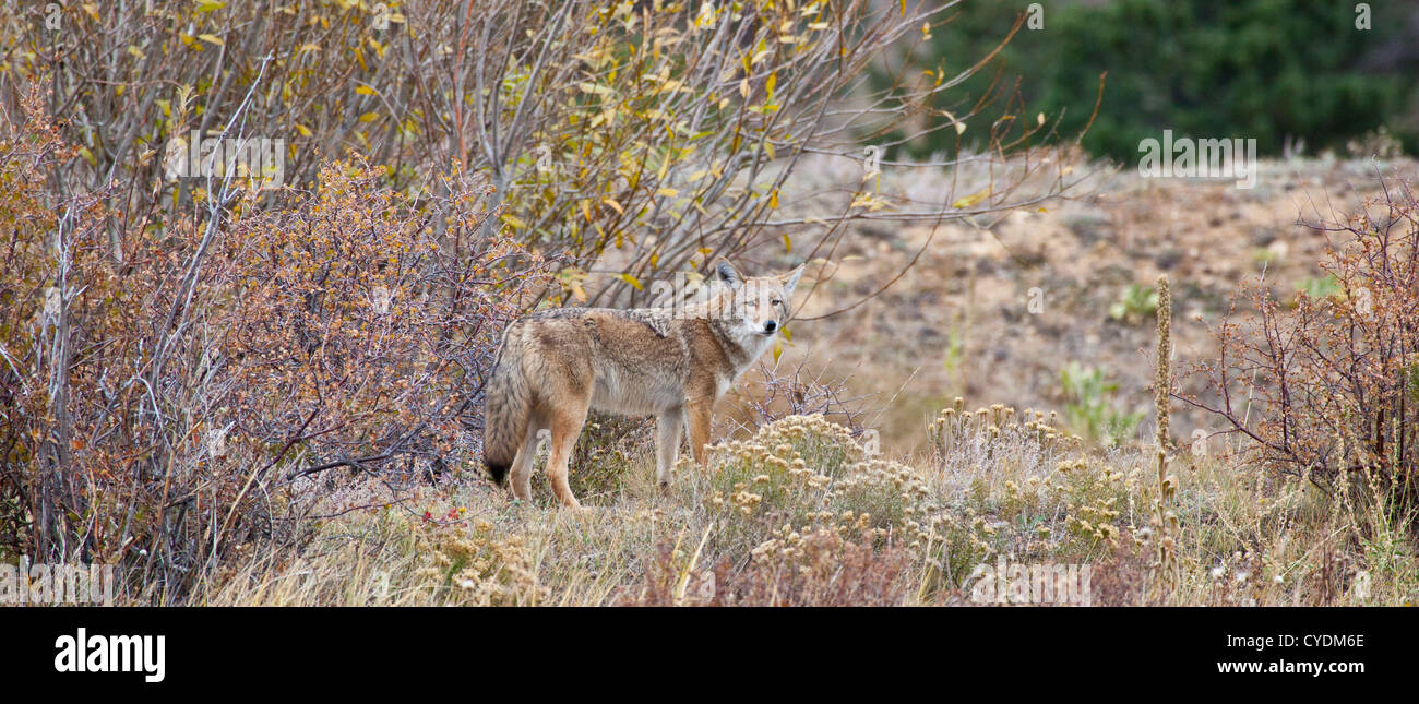 Un coyote se penche sur la distance à la recherche de proies. Estes Park, Colorado Banque D'Images