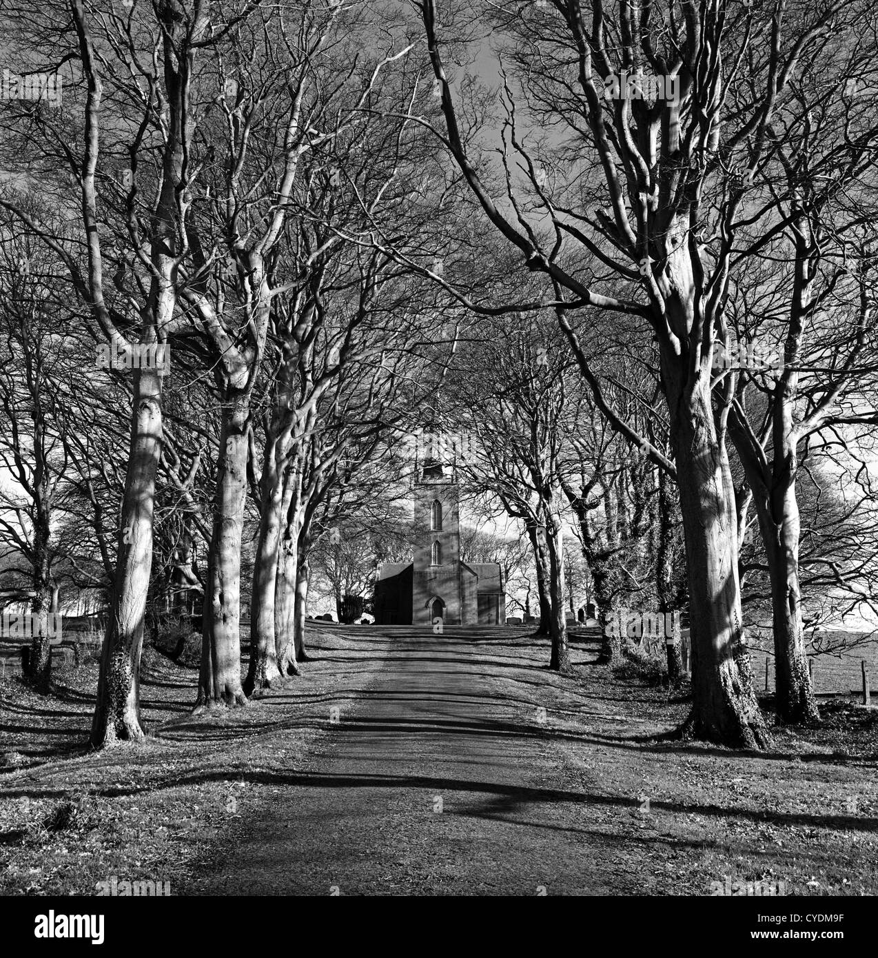 Seaforde l'Eglise d'Irlande à la fin d'une avenue bordée d'arbres, Co Down, Irlande du Nord Banque D'Images
