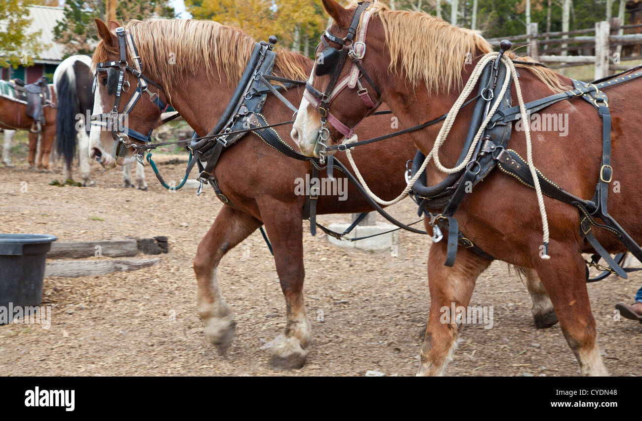 Les chevaux de trait belge attelés pour le travail. Estes Park, Colorado Banque D'Images