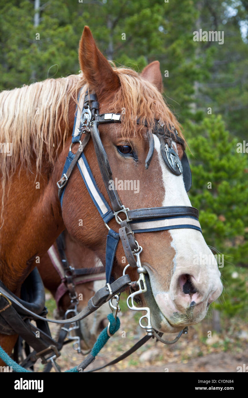 Un gros plan d'un cheval belge en pleine tack attelés à un chariot. Estes Park, Colorado. Banque D'Images