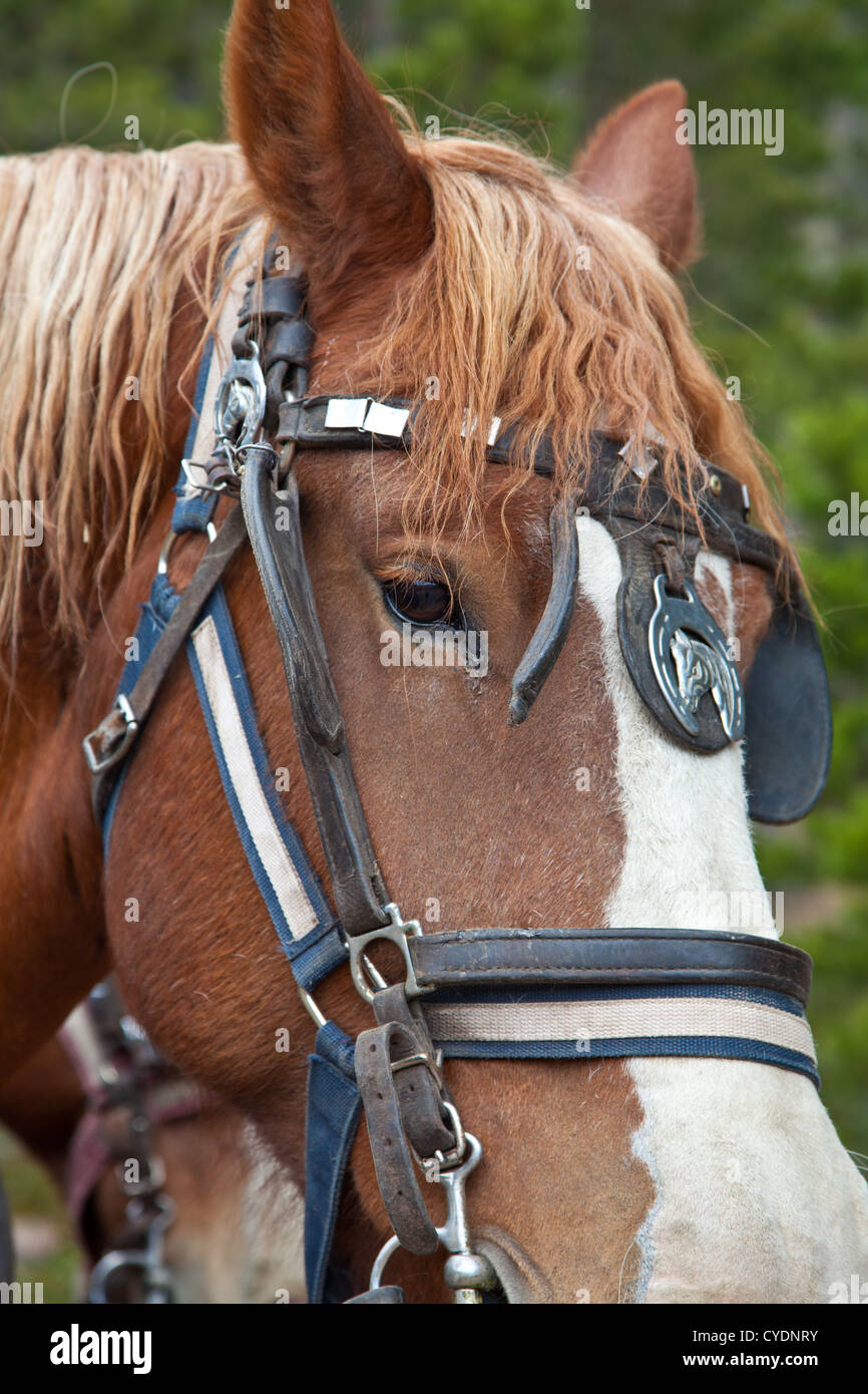 Un gros plan d'un cheval belge en pleine tack attelés à un chariot. Estes Park, Colorado. Banque D'Images