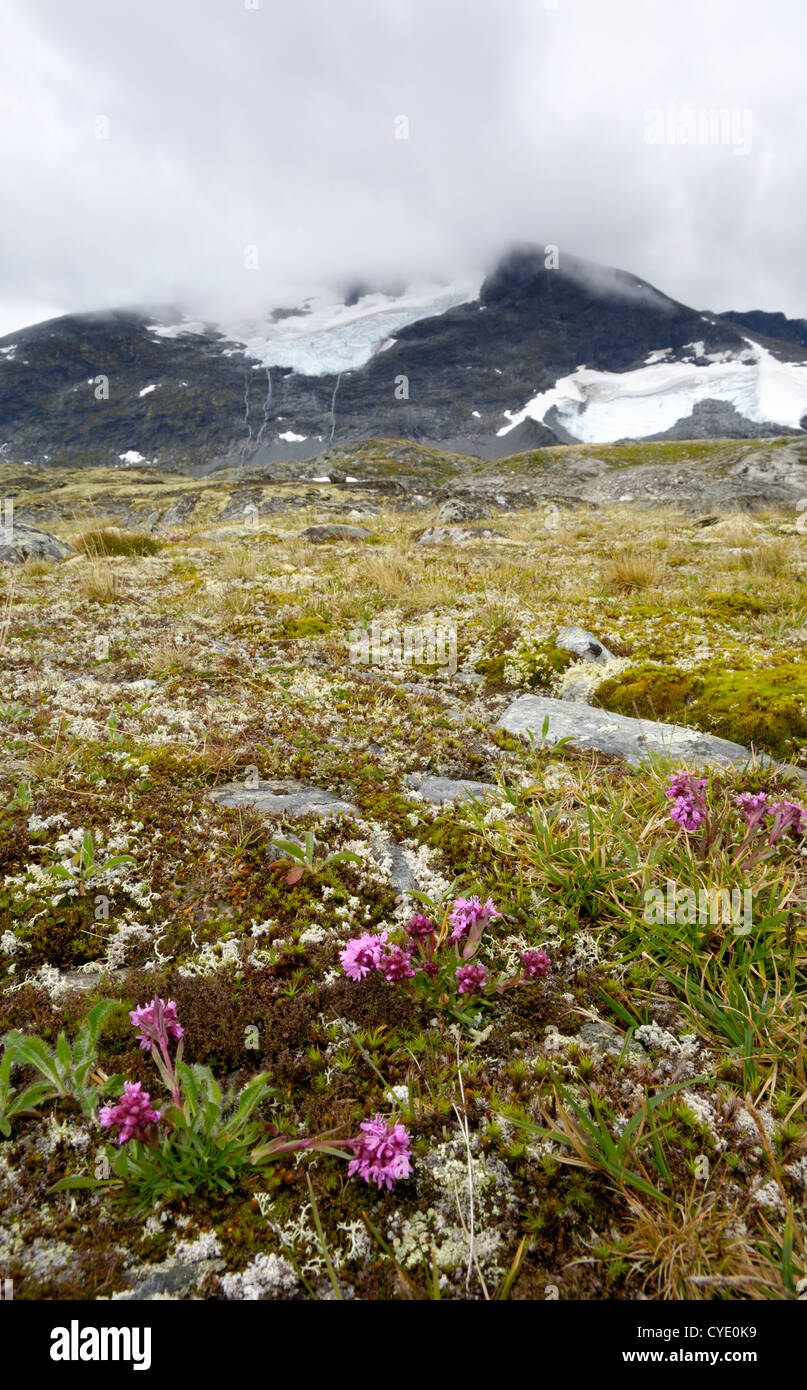 Les montagnes de Jotunheimen, près de l'Hervassbu, Sogn og Fjordane, Norvège Banque D'Images