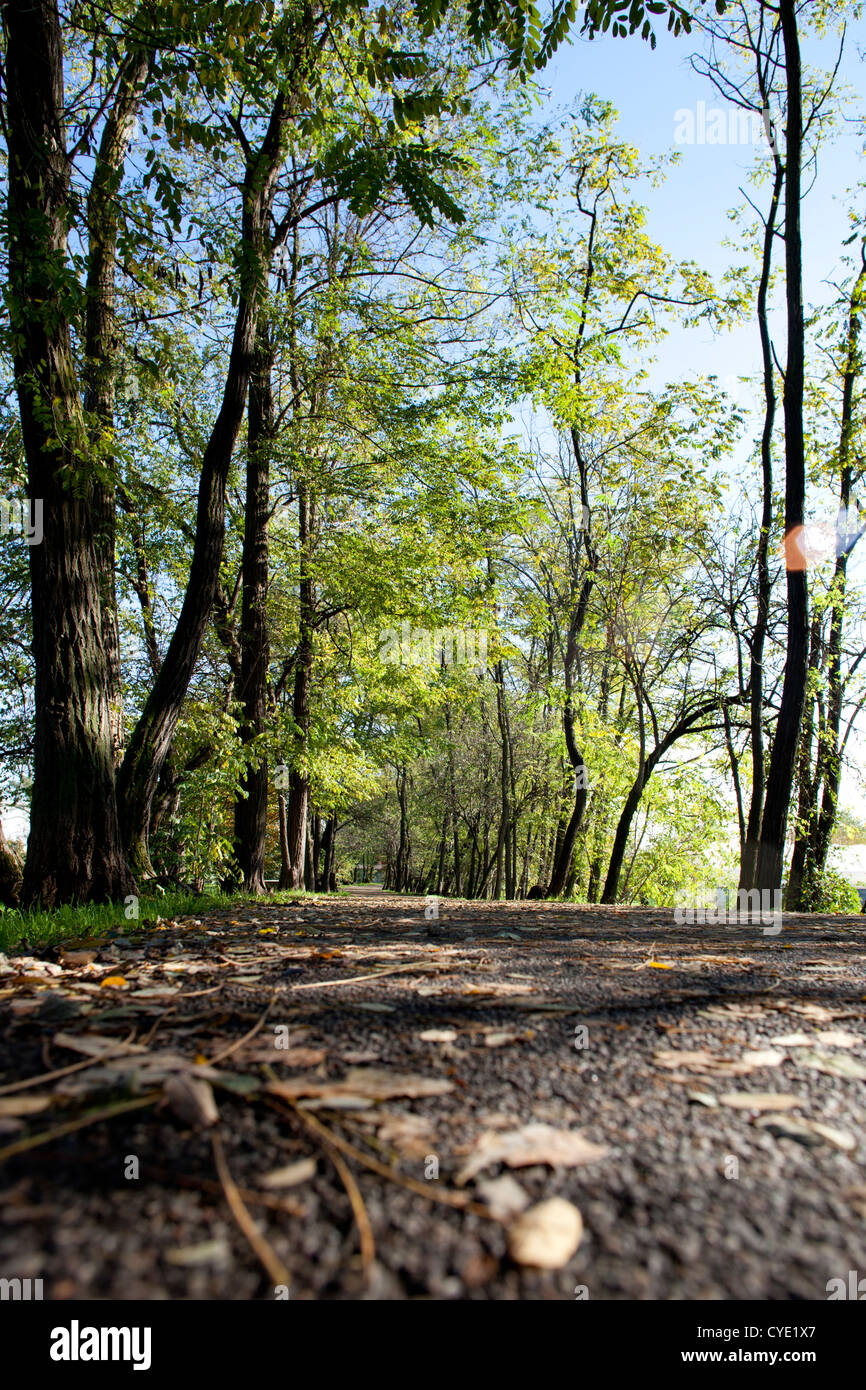 Portrait d'une rue étroite sous les arbres Banque D'Images