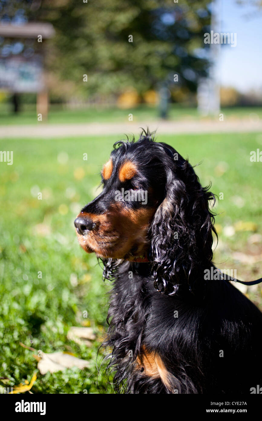 Noir Et Feu Extérieur Chien Cocker Anglais Banque Dimages