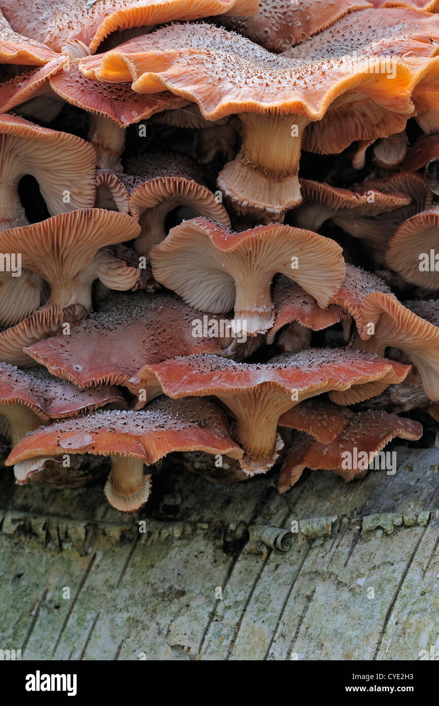 Miel foncé (champignon Armillaria Armillaria ostoyae / solidipes) croissant en cluster sur tronc d'arbre dans la forêt d'automne Banque D'Images