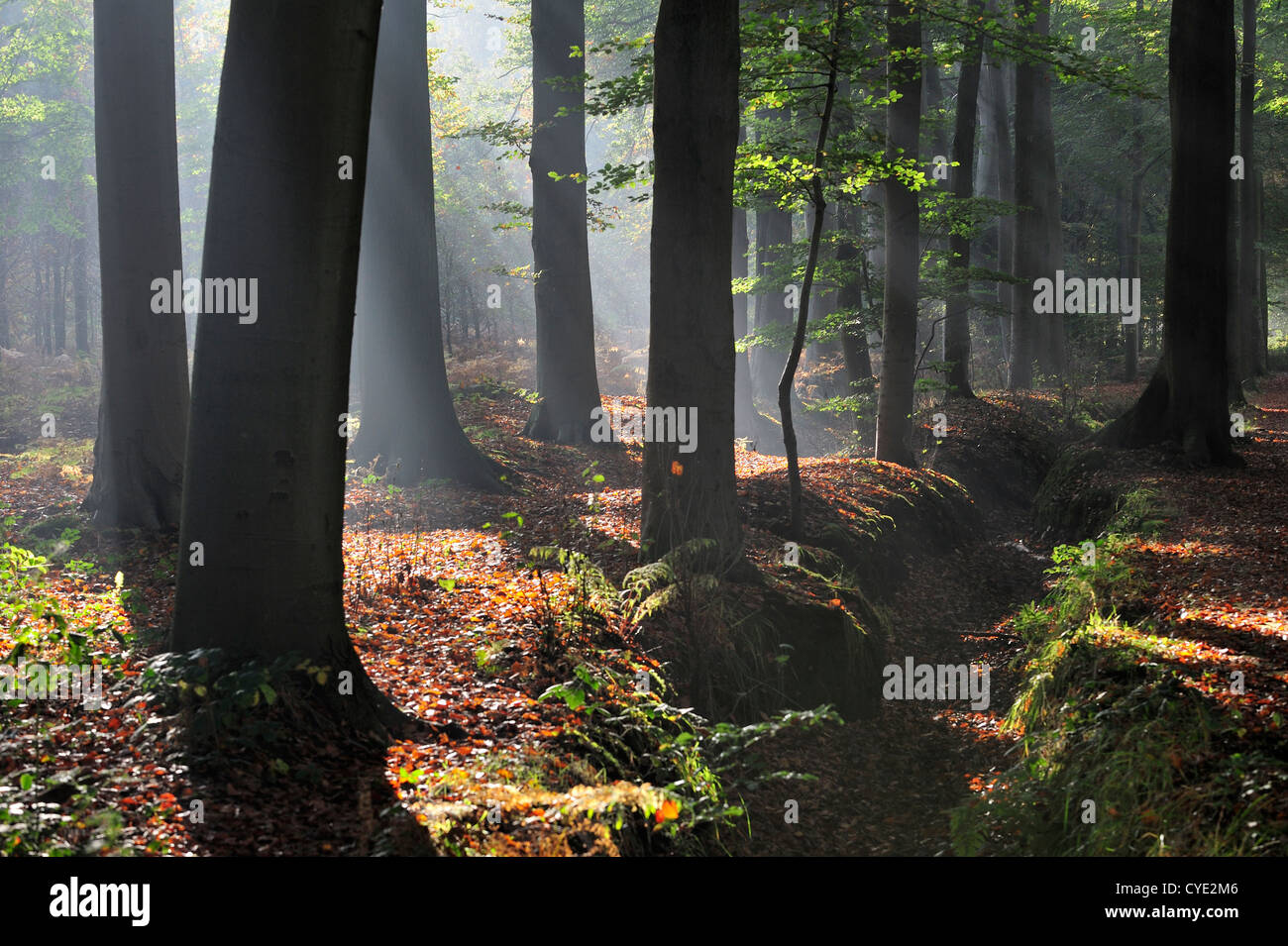Du soleil qui brillait à travers la forêt de feuillus avec des hêtres en couleurs d'automne au lever du soleil, créant une atmosphère tranquille Banque D'Images