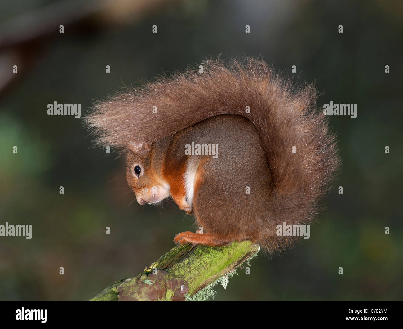 L'Écureuil roux dans la forêt écossaise pinèdes de Strathspey. L'Écosse. 4749 SCO Banque D'Images