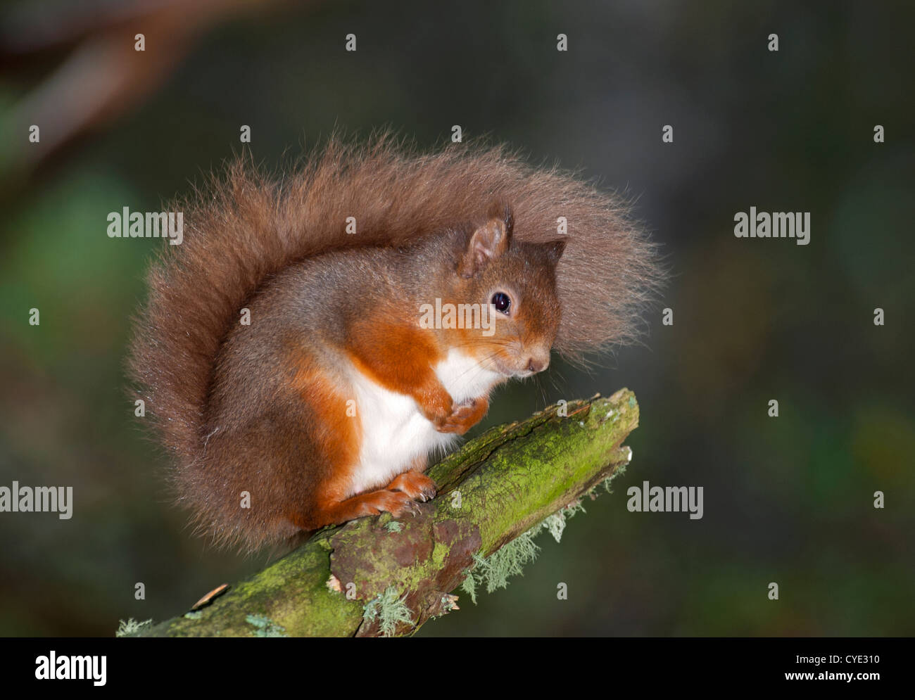 L'Écureuil roux dans les pinèdes sylvestres de Strathspey. L'Écosse. 4750 SCO Banque D'Images