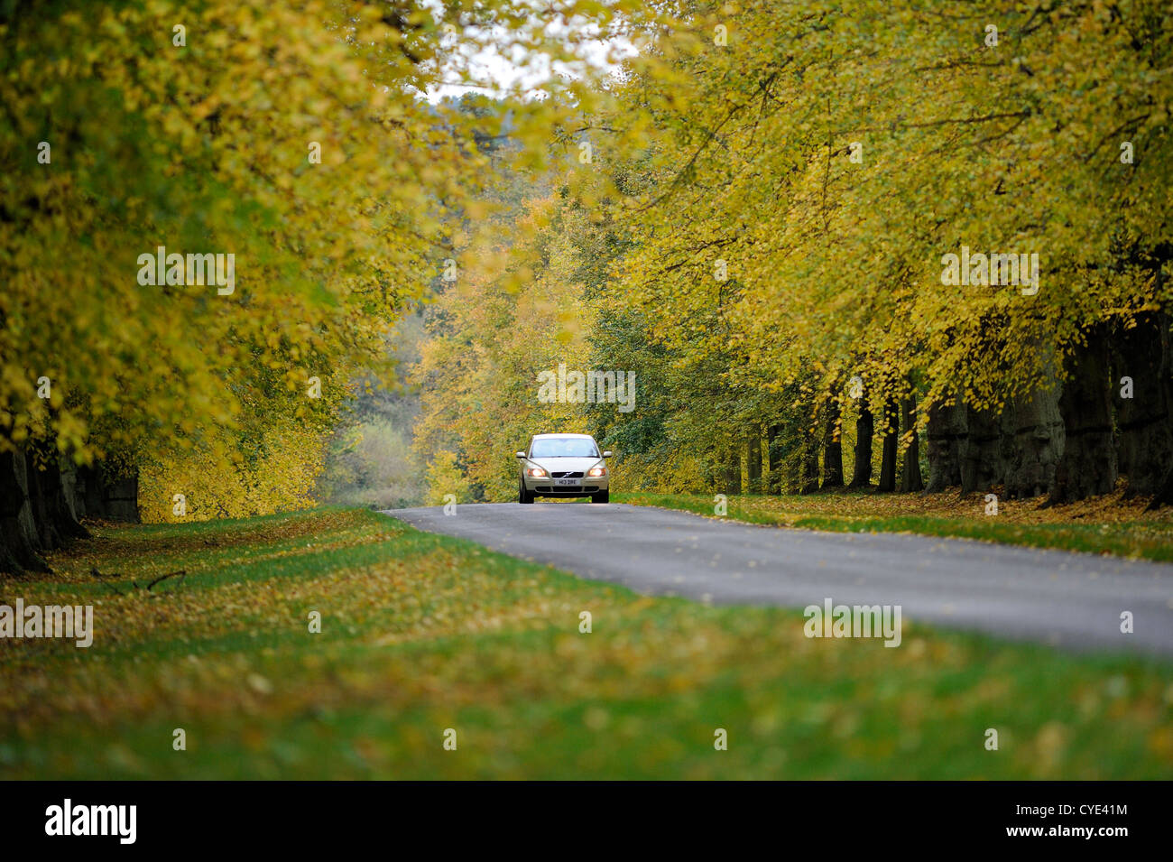 Seule voiture roulant le long de la Lime Tree avenue à Clumber Park, Nottinghamshire, Angleterre au cours de l'automne. Banque D'Images