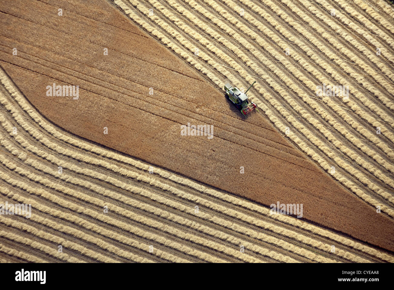 Les Pays-Bas, Donderen, Moissonneuse-batteuse, la récolte du blé champ. Vue aérienne. Banque D'Images