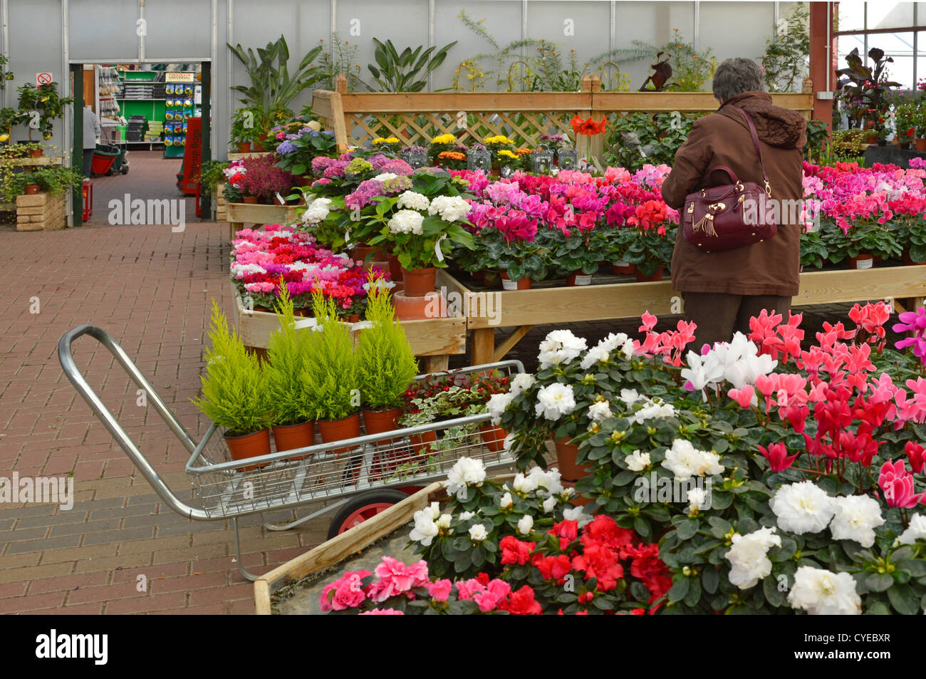 Vue arrière femme jardinier amateur parmi l'affichage coloré de pot Culture de fleurs de cyclamen shopping pour les plantes jardin intérieur centre Essex Angleterre Royaume-Uni Banque D'Images