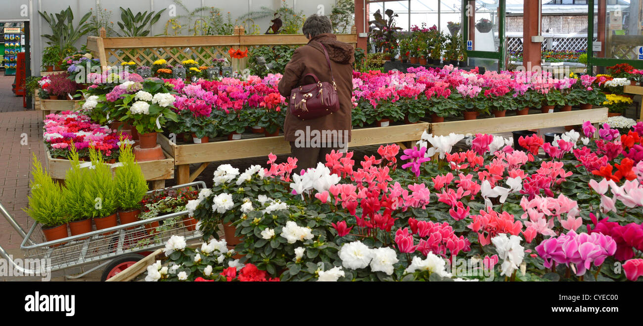 Vue arrière femme jardinier amateur parmi l'affichage coloré de pot Culture de fleurs de cyclamen shopping pour les plantes jardin intérieur centre Essex Angleterre Royaume-Uni Banque D'Images