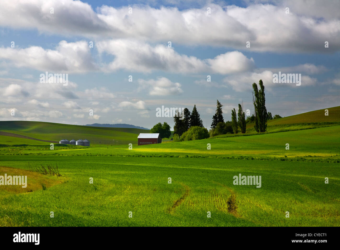 WA05494-00...WASHINGTON - ferme et de champs dans la région de Palouse. Banque D'Images