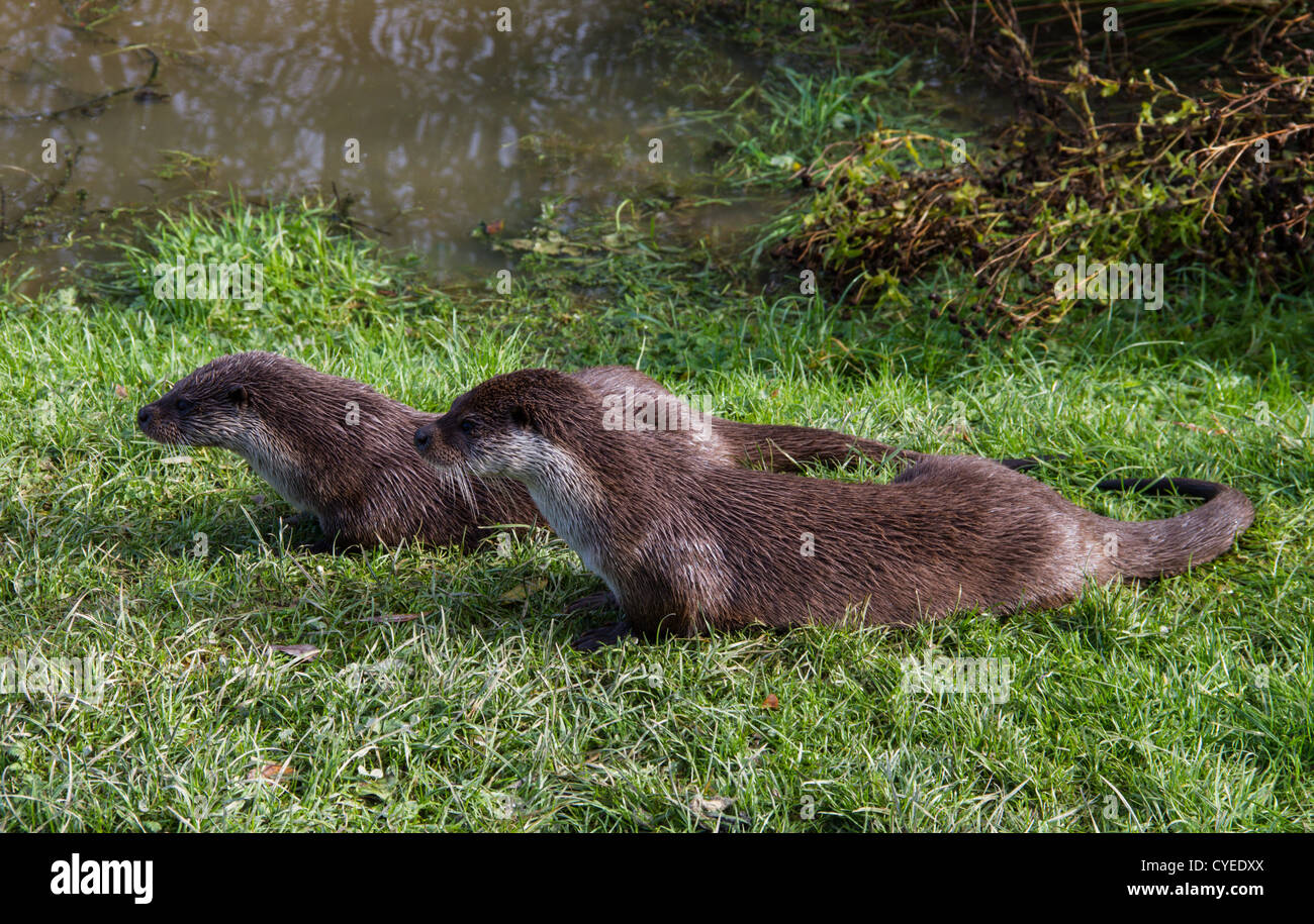 Paire de la loutre européenne on riverbank Banque D'Images