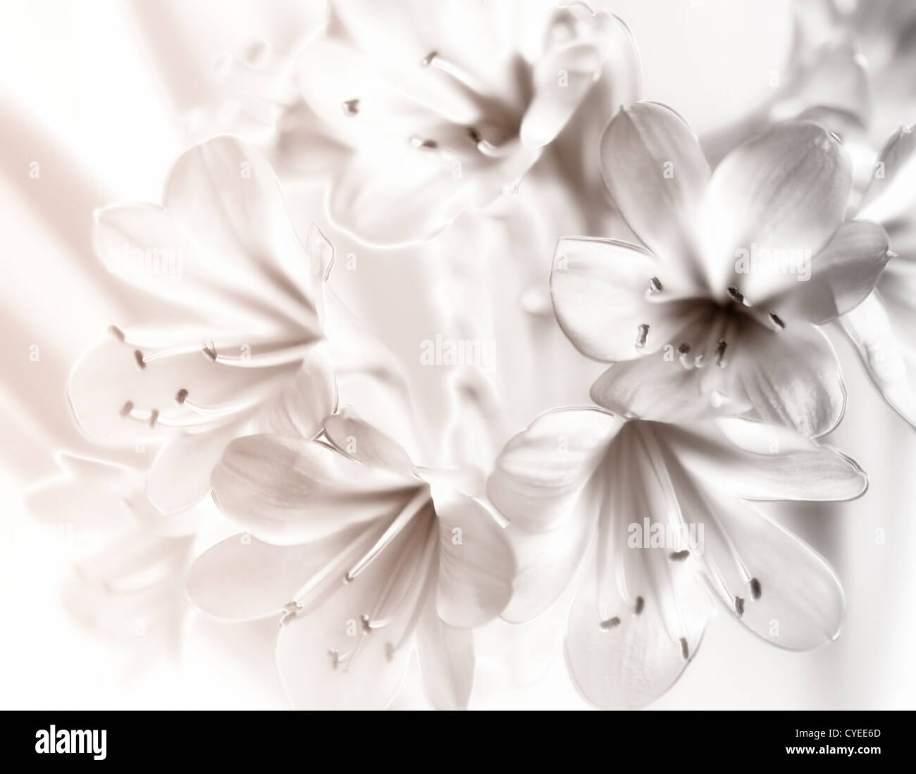 Clivia miniata fleurs, teint en noir et blanc. Banque D'Images
