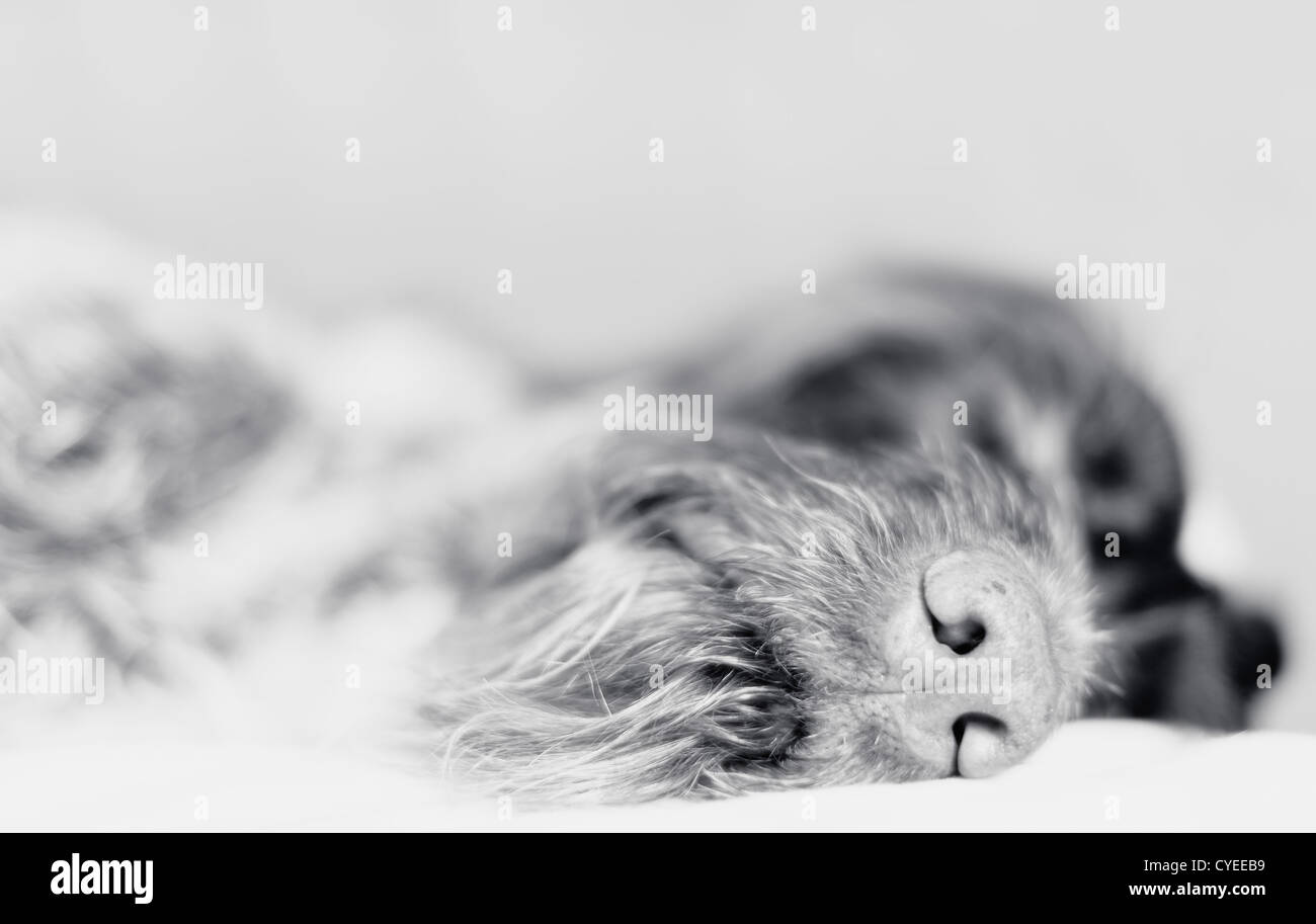 Pointeur à poil endormi, se concentrer sur le nez, photo en noir et blanc. Banque D'Images