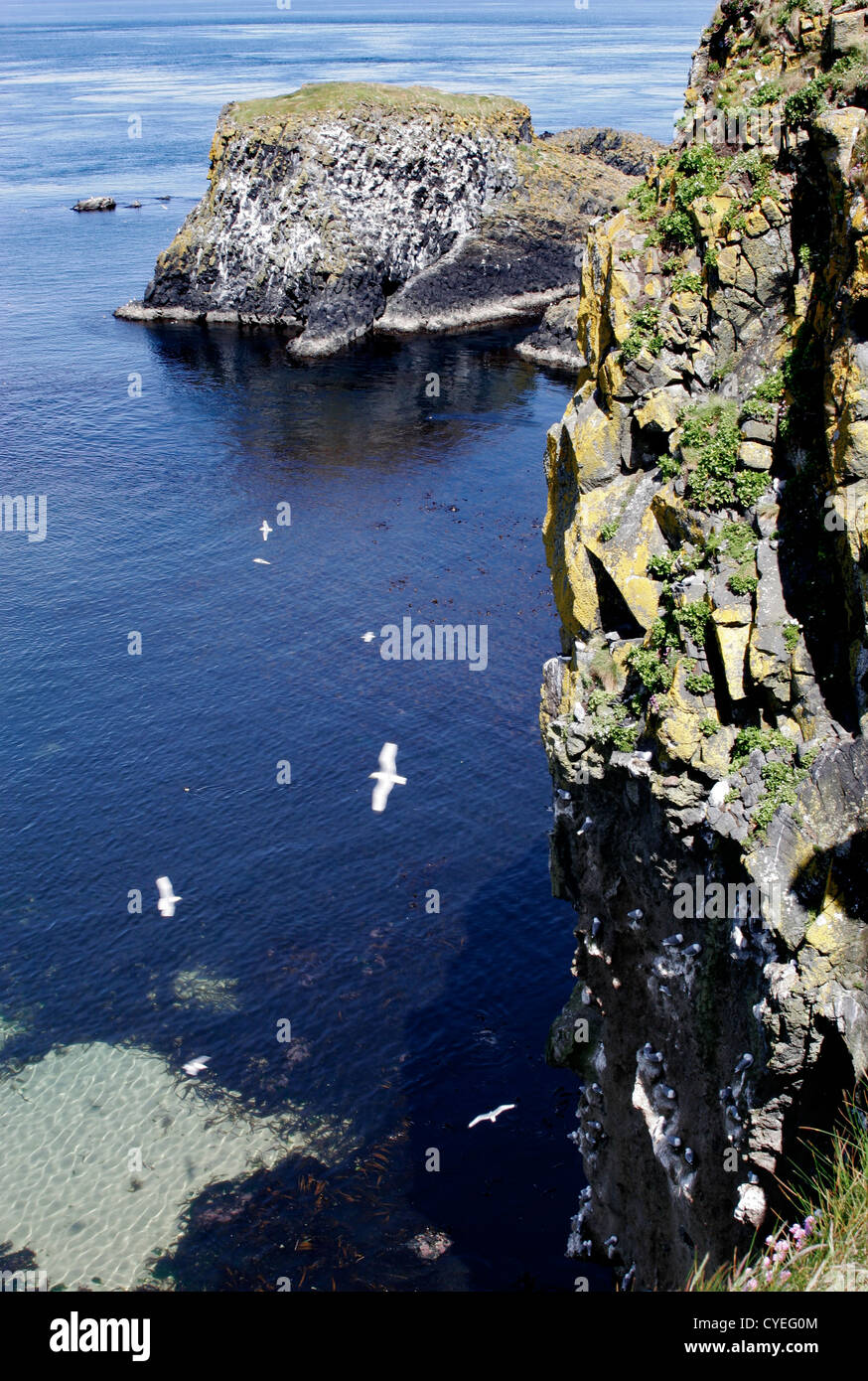 Carrick-a-rede Rope Bridge célèbre pour son pont qui relie le continent à Carrick-a-rede Île. Banque D'Images