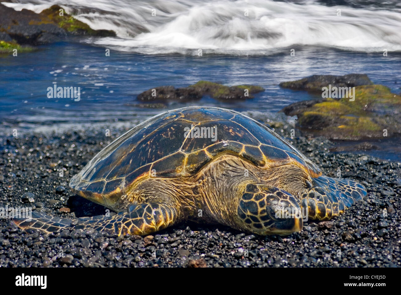 Tortue de mer verte à Punaluu Beach, Big Island, Hawaii Banque D'Images