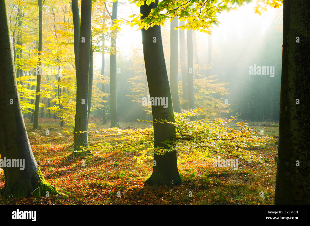 Atmosphère d'automne dans la forêt Banque D'Images