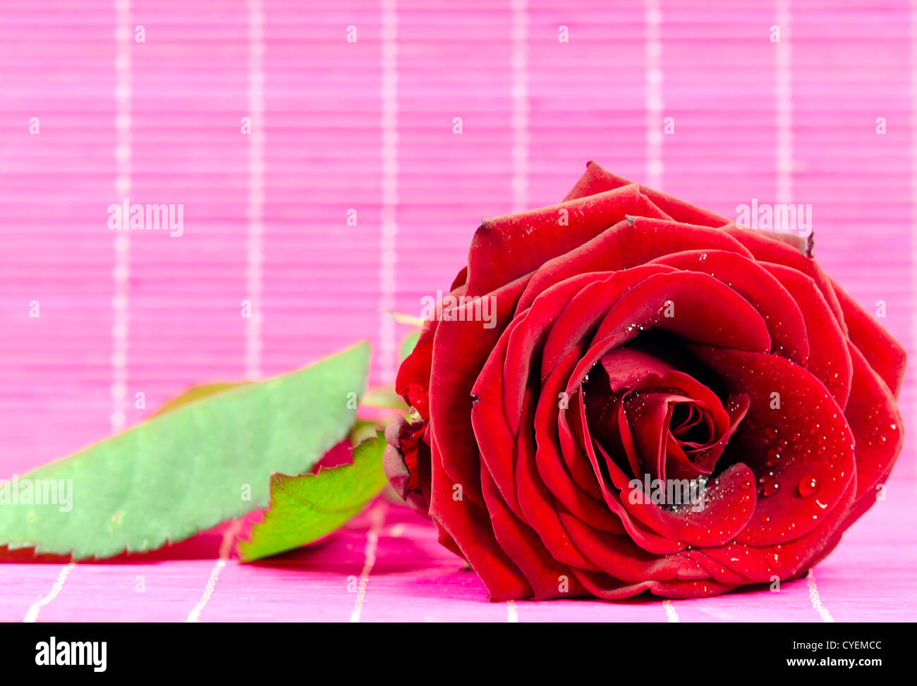 Une rose rouge sur rose bakground Banque D'Images