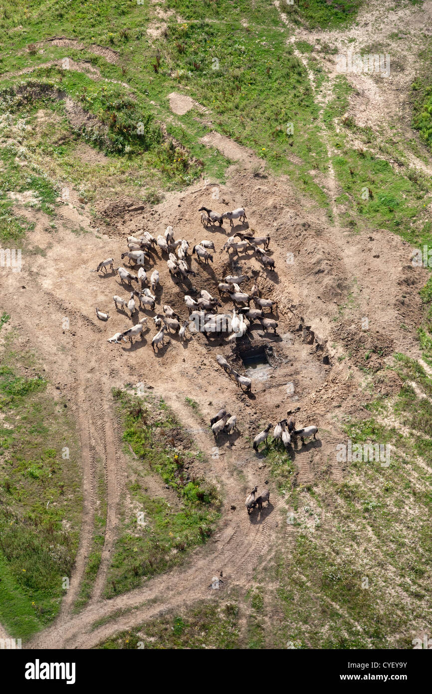 Les Pays-Bas, Millingen aan de Rijn, parc naturel appelé Kekerdomschewaard. Rassemblement des chevaux Konik. Vue aérienne. Banque D'Images