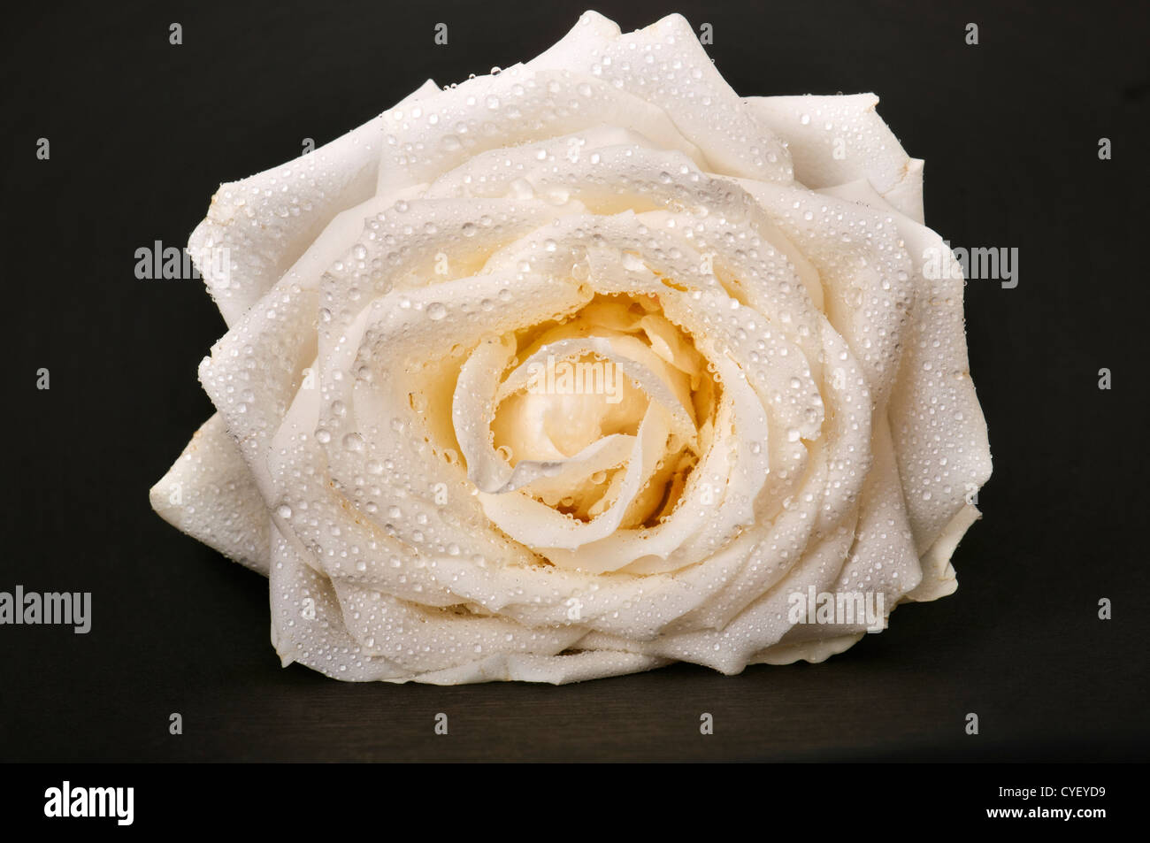 Image d'une rose sur fond gris. Banque D'Images