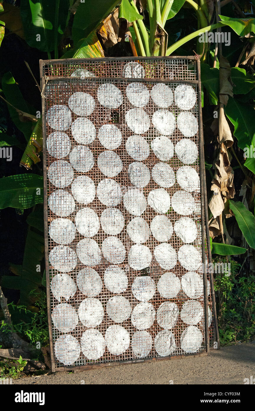 Cadre pour le séchage du papier de riz pour rouleaux de printemps, Battambang, Cambodge Banque D'Images