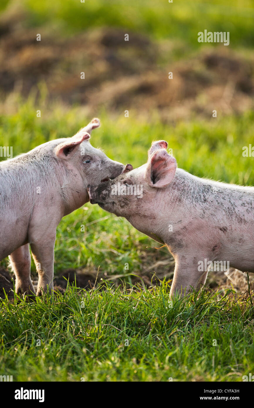 Les Pays-Bas, Kortenhoef, porcelets. Banque D'Images