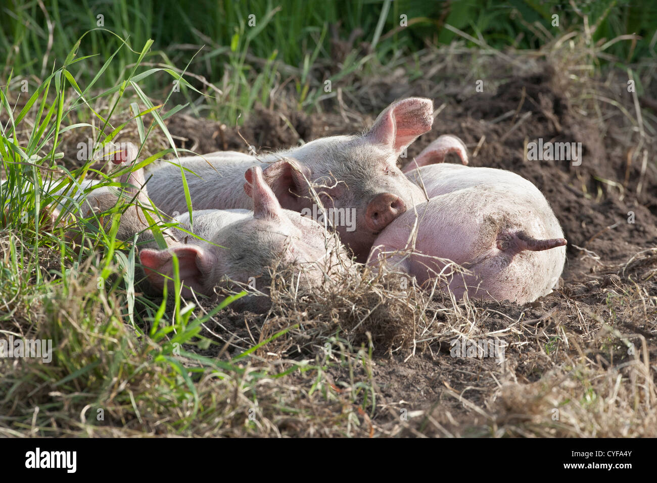 Les Pays-Bas, Kortenhoef, porcelets. Banque D'Images