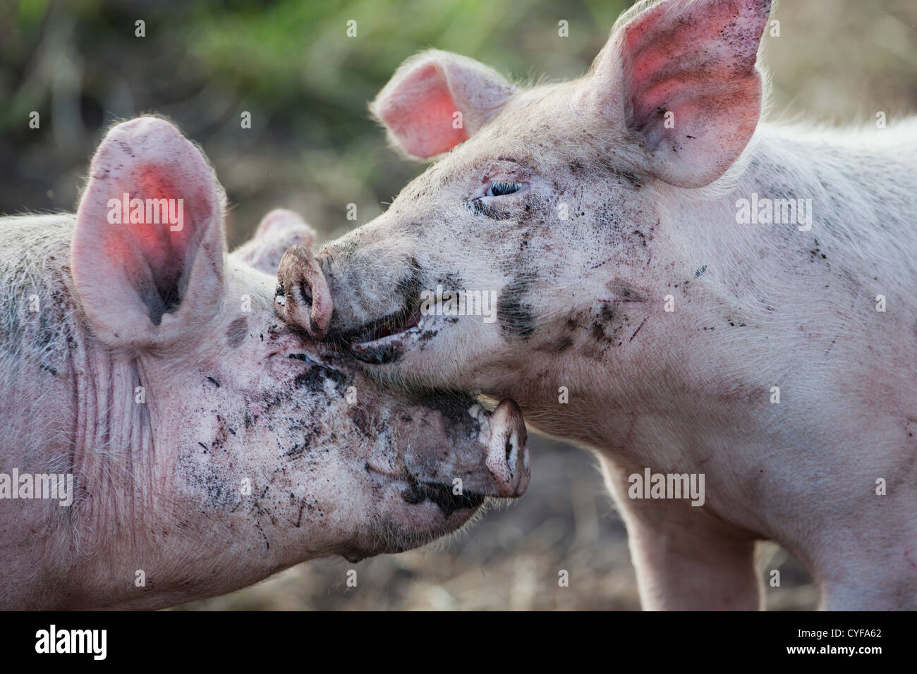 Les Pays-Bas, Kortenhoef, porcelets. Banque D'Images