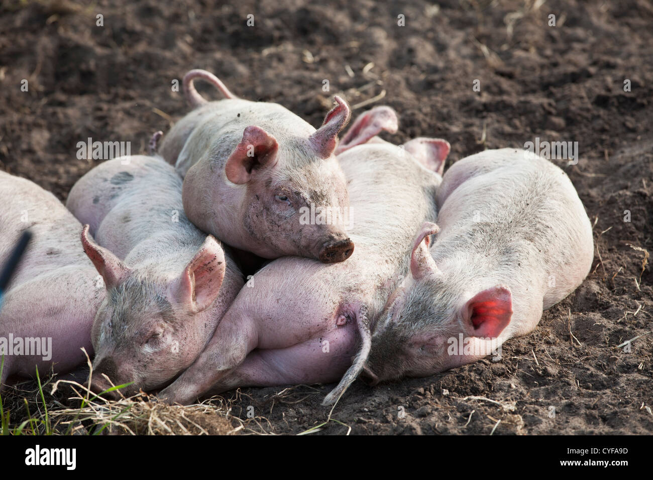 Les Pays-Bas, Kortenhoef, porcelets. Banque D'Images