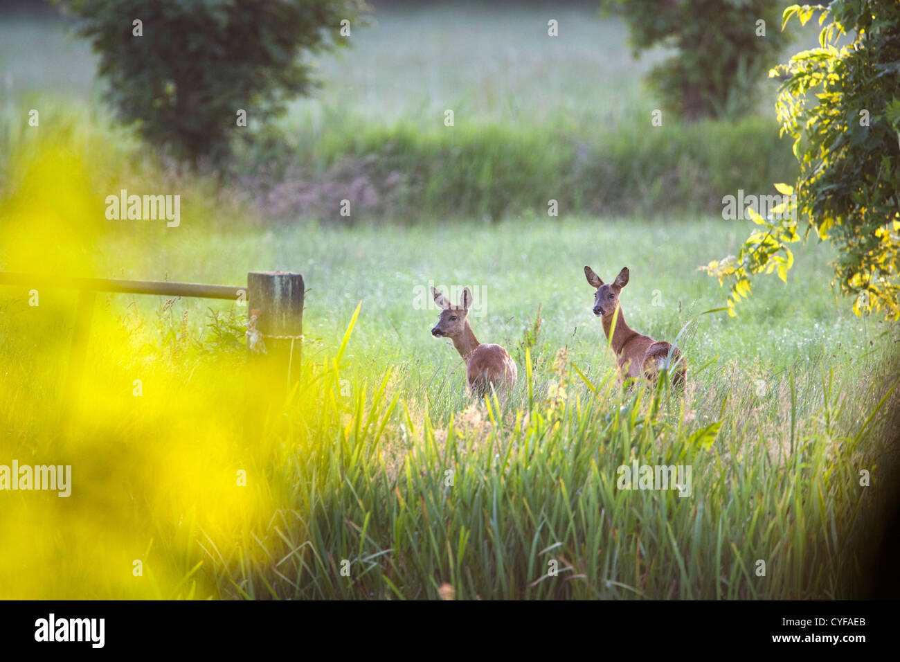 Les Pays-Bas, 's-Graveland, Couple de re, dans la région appelée domaine Spanderswoud. Banque D'Images