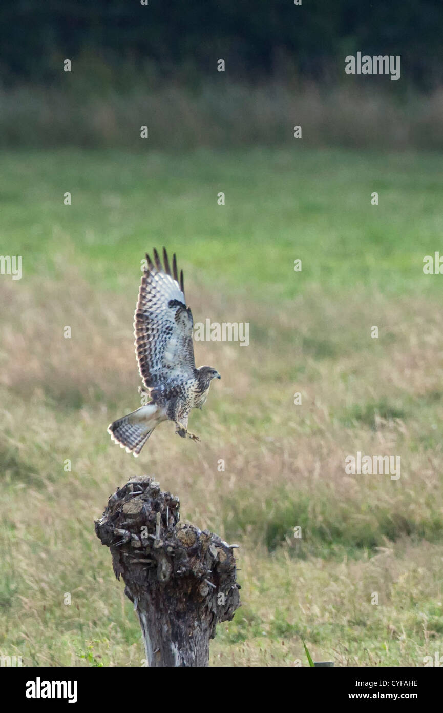 Les Pays-Bas, 's-Graveland, buse variable (Buteo buteo). Banque D'Images