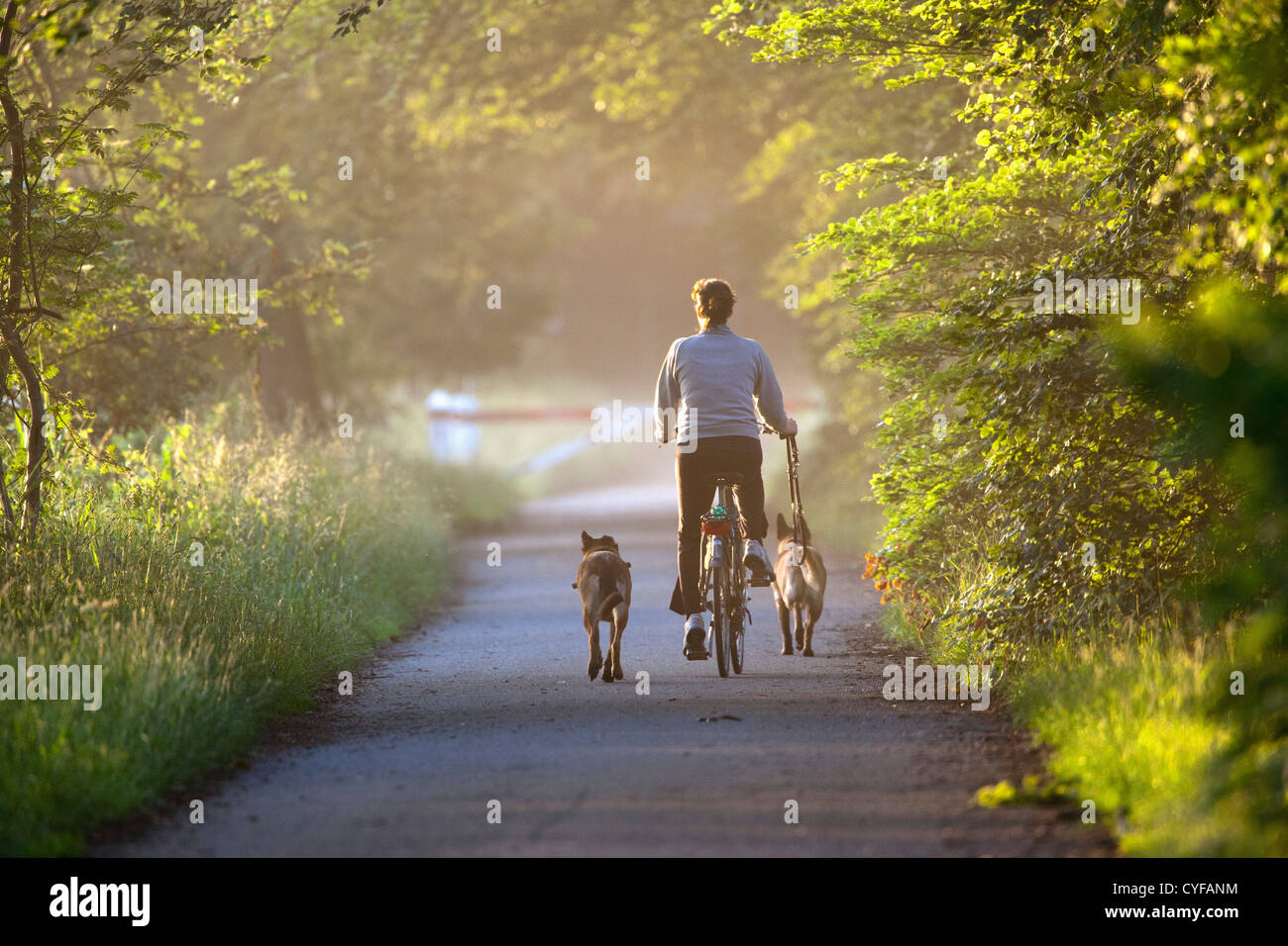 Les Pays-Bas, 's-Graveland, femme en location et avec les chiens dans le domaine rural région appelée Spanderswoud. Banque D'Images