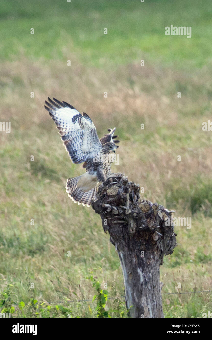 Les Pays-Bas, 's-Graveland, buse variable (Buteo buteo). Banque D'Images