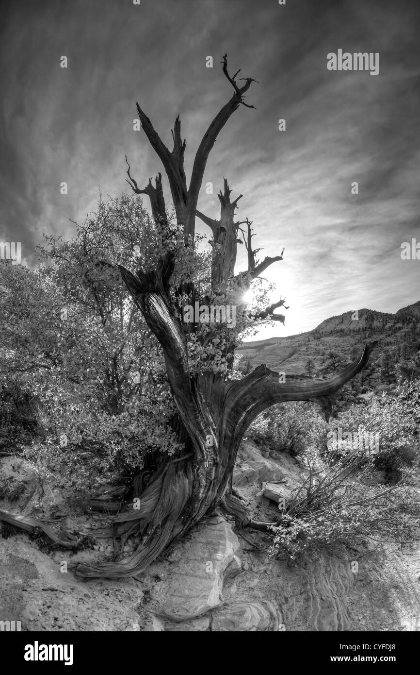 Zion National Park est situé dans le sud-ouest des États-Unis, près de Springdale, en Utah arbre mort Banque D'Images