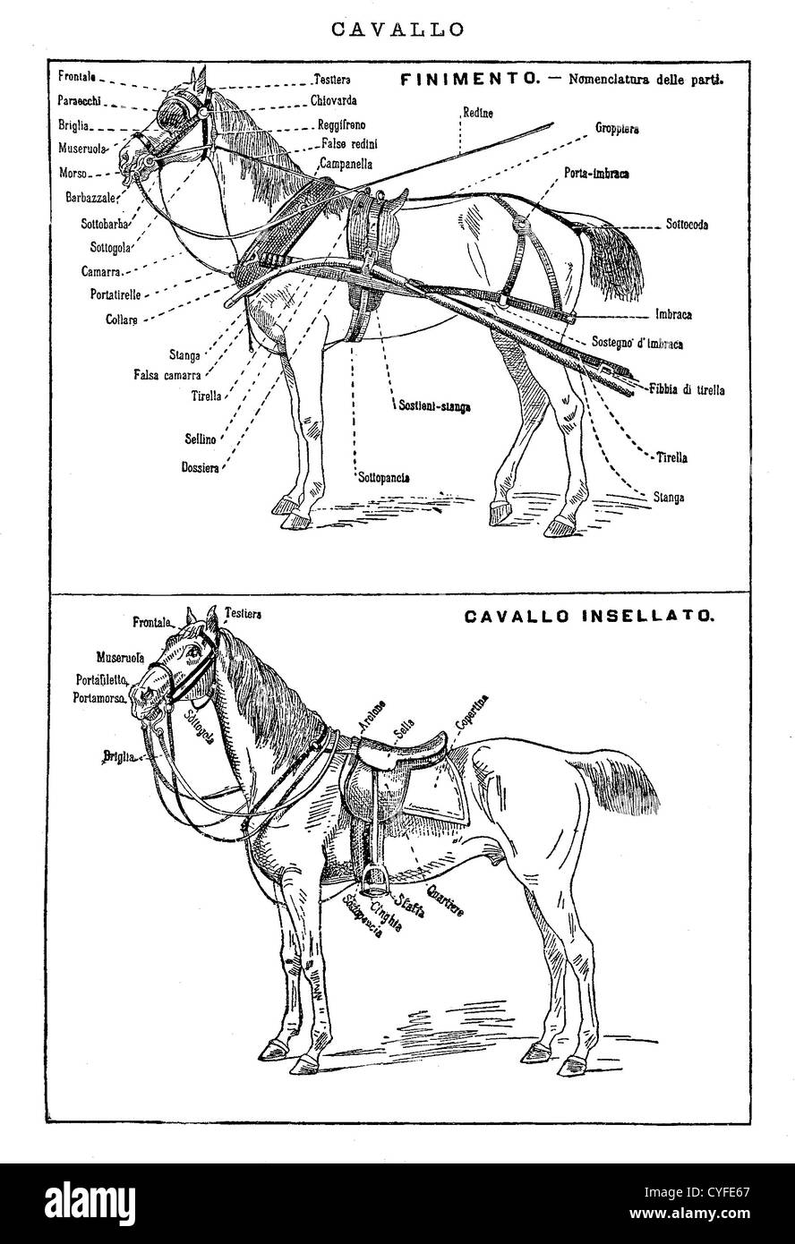 Vintage noir et blanc tableau : Cheval de course, cheval de trait et le faisceau Banque D'Images