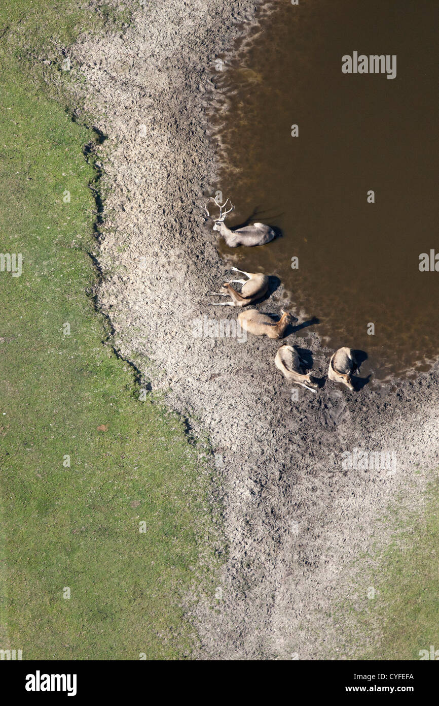 Les Pays-Bas, Hilvarenbeek. Zoo de la faune appelé Safari park Beekse Bergen. Cerf sika vietnamiens au repos. Vue aérienne. Banque D'Images