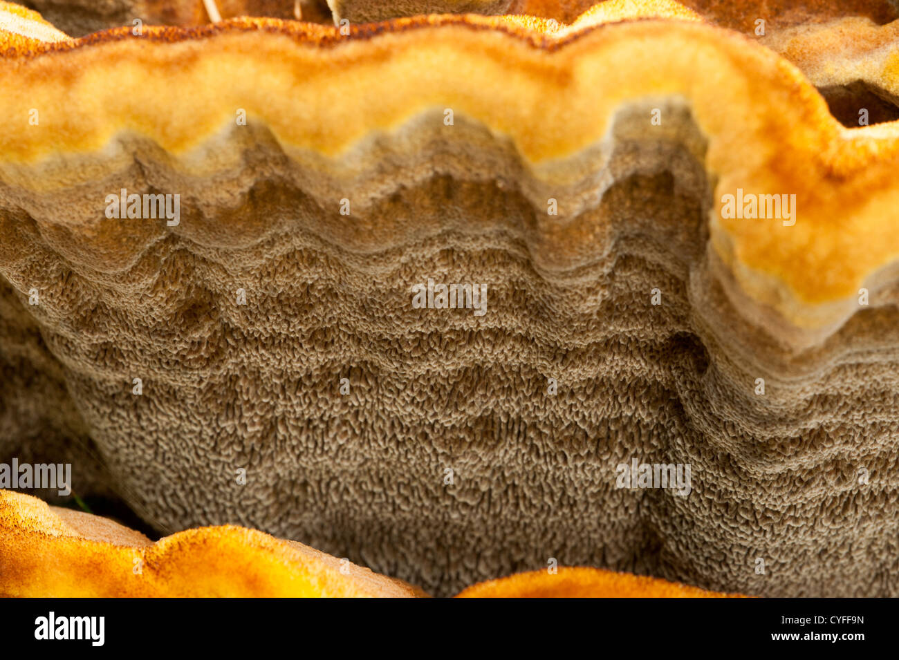 Dyer aka Mazegill schweinizii Fuzzy polypore (Phaeolus) Banque D'Images