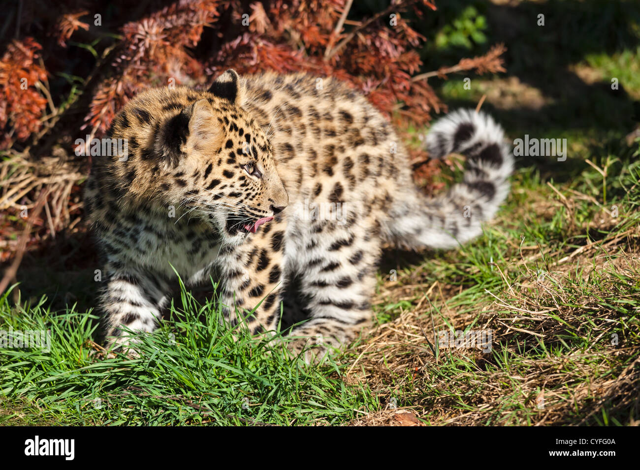 Mignon Bebe Panthere De Cub Panthera Pardus Orientalis Photo Stock Alamy