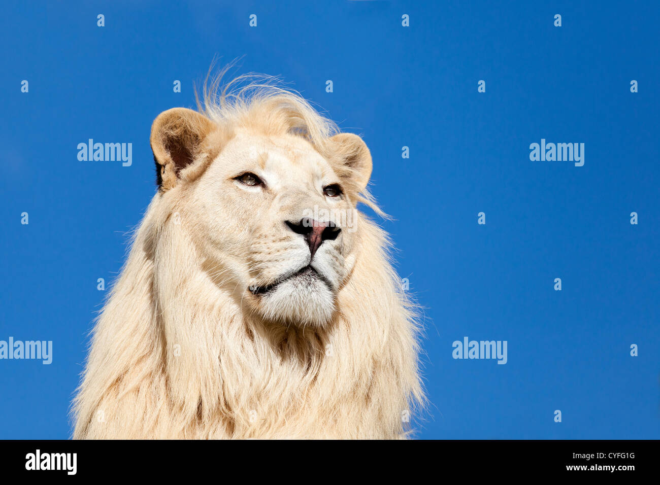 Head Shot Portrait of Majestic White Lion Panthera leo contre le ciel bleu Banque D'Images