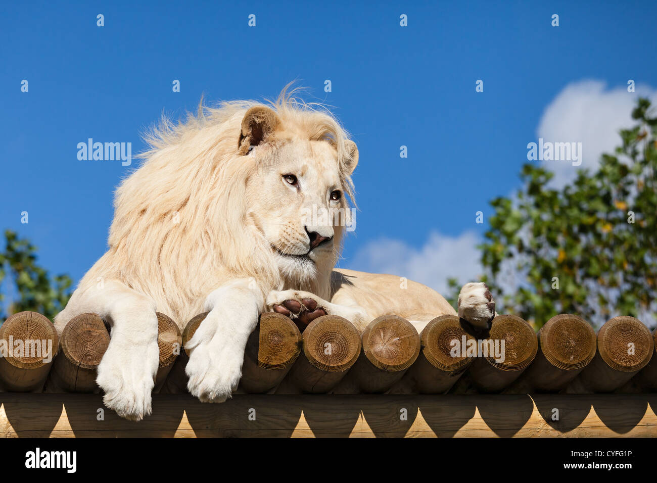 White Lion sur plate-forme en bois au soleil Panthera leo Banque D'Images