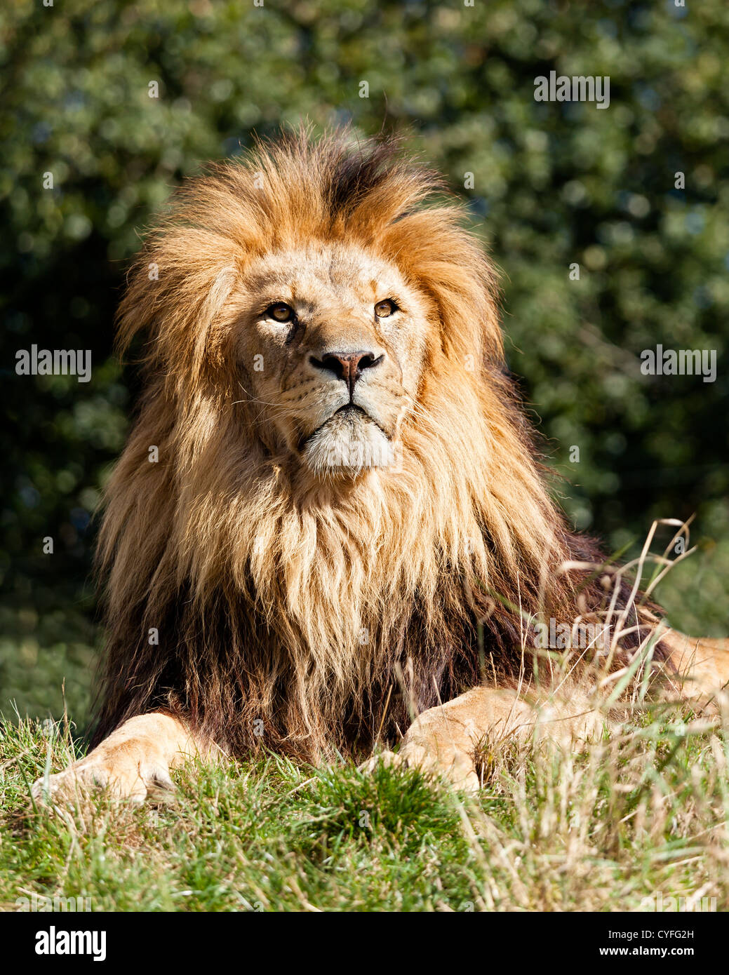 Fier Lion majestueux Sitting in Grass Panthera leo Banque D'Images