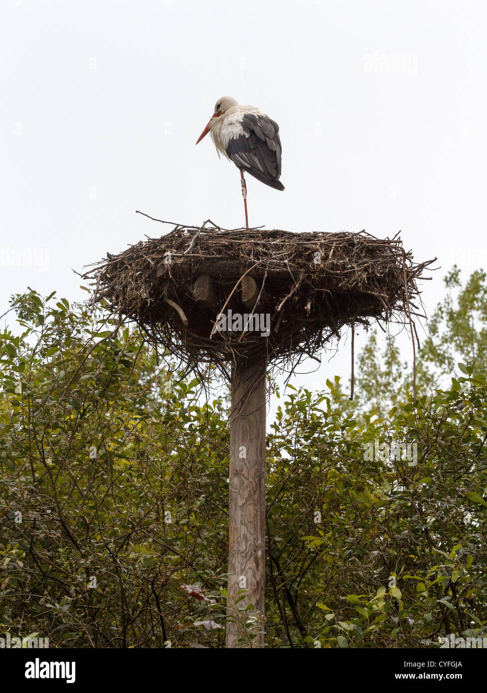 Cigogne Blanche (Ciconia ciconia) debout sur une jambe, sur son nid Banque D'Images