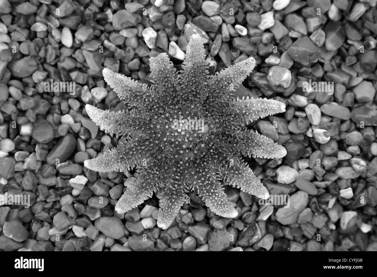 Le noir et blanc image panoramique, Close-up de l'étoile de mer échouée sur une plage de galets sur la côte nord du comté de Norfolk, Angleterre, Grande-Bretagne Banque D'Images