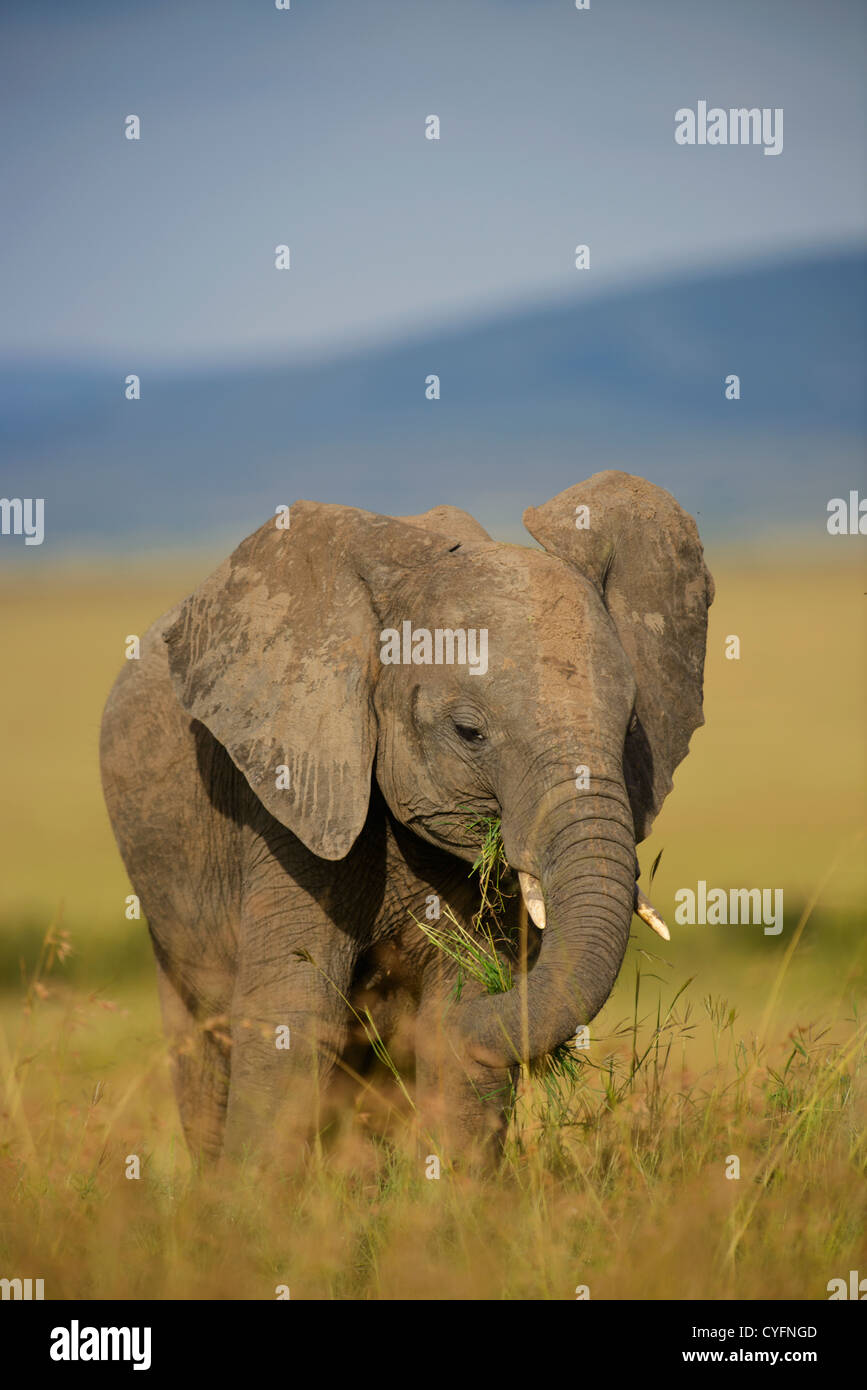 Un jeune éléphant d'Afrique dans l'après-midi resplendissant de lumière sur les plaines du Masaï Mara, Kenya. Banque D'Images