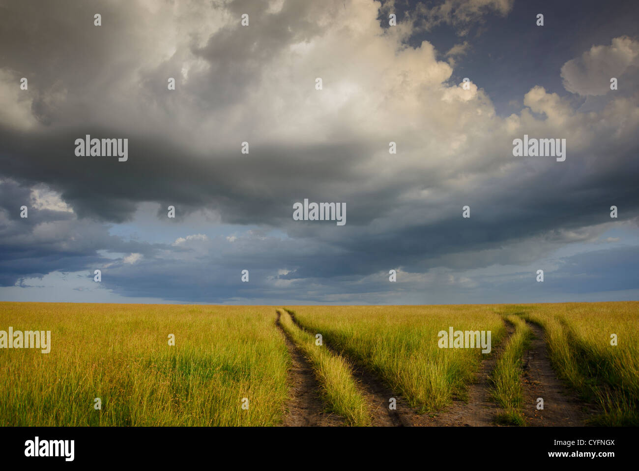 Grâce au véhicule divergentes d'une prairie en Maasai Mara, Kenya Banque D'Images