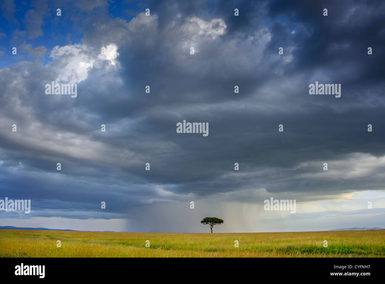 Un acacia solitaire sous un ciel couvert spectaculaire en début d'après-midi, dans la réserve du Masai Mara, Kenya. Banque D'Images