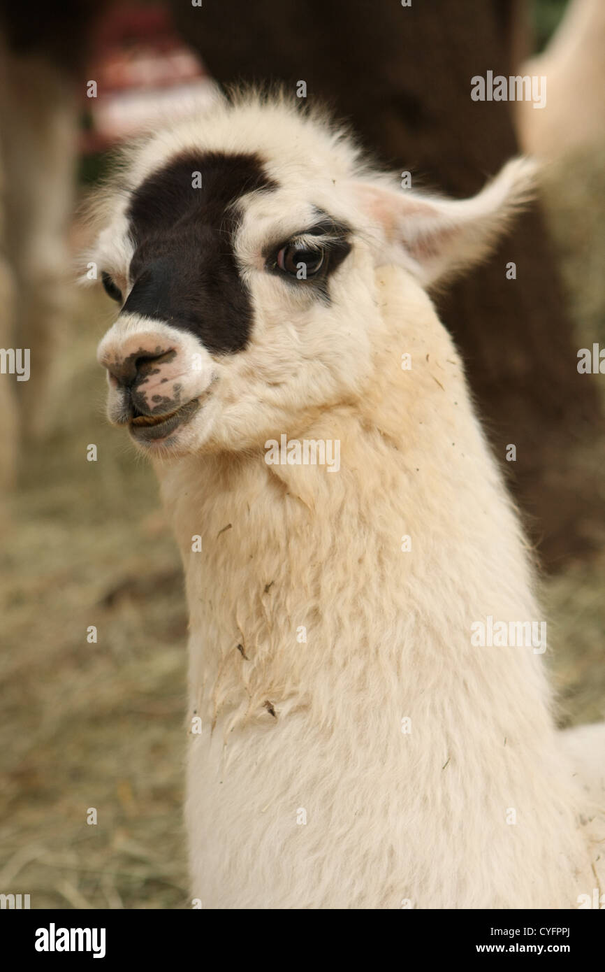Portrait d'un jeune lama Banque D'Images