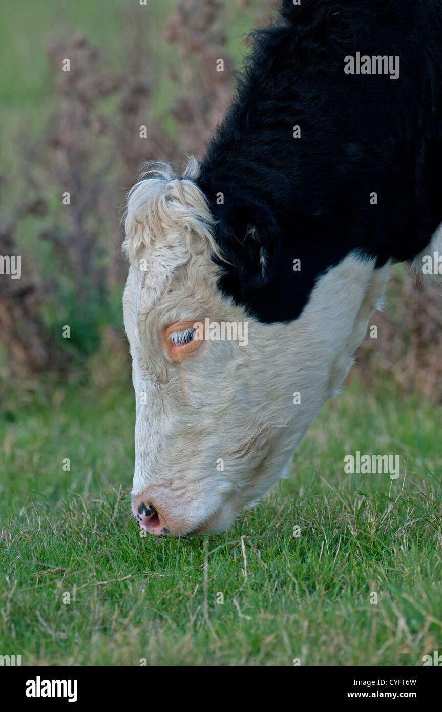 CLOSE-UP OF A HEREFORD CROISEZ DES PÂTURAGES. UK Banque D'Images